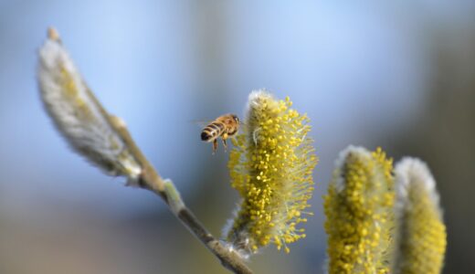 【花粉症の悩み】目がかゆい人必見！最新治療法と対策で快適な春を迎えよう